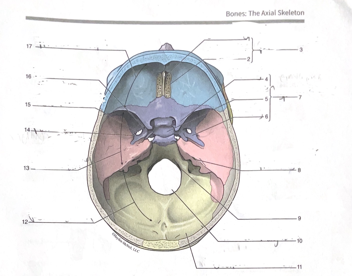 <p>11</p>