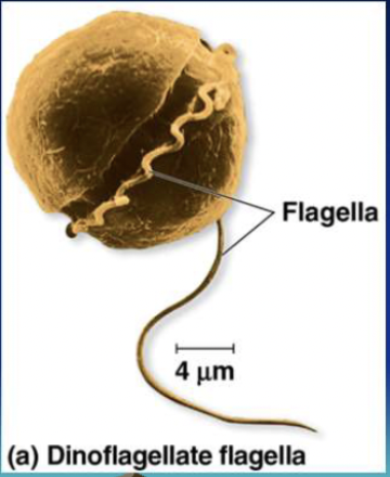 <p>What are Dinoflagellates? </p>
