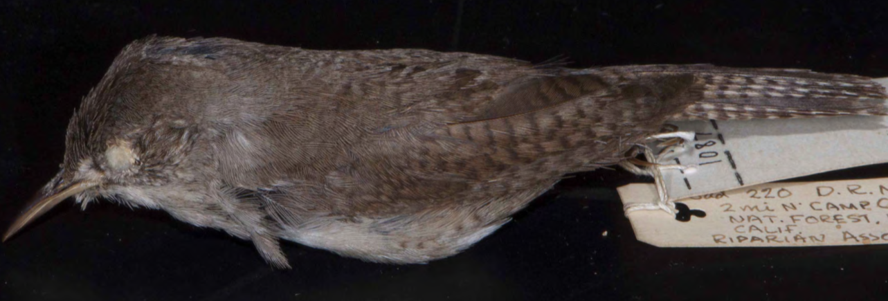<p>House Wren</p>