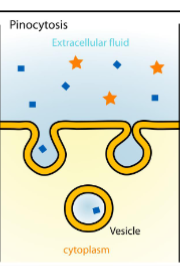 <p>Endocytosis - Pinocytosis</p>