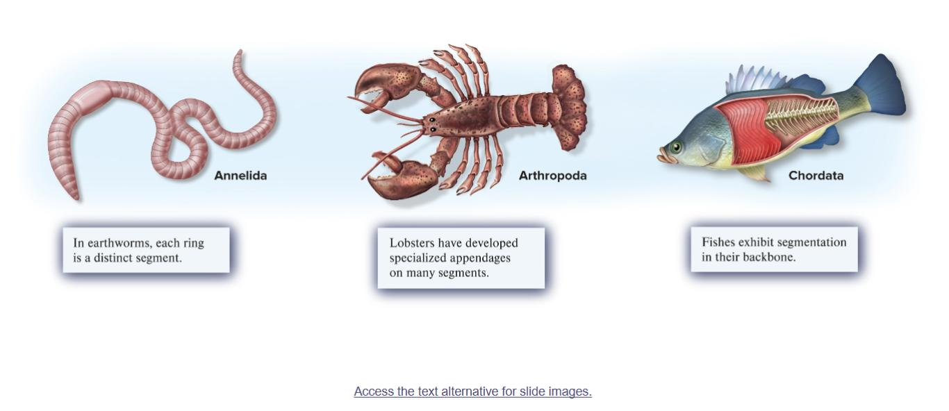 <p>Body may be divided into regions called segments</p><p>• Occurs in annelid worms, arthropods, and chordates</p><p>• Allows for specialization of body regions</p>