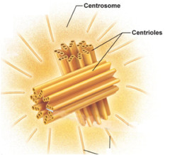 <p>Microtubule organizing centers. A centriole pair is located outside the nuclear envelope, which gives rise to the microtubules that make up the spindle apparatus used to move chromosomes during cell division. Also builds cytoskeletal structures to move organelles and proteins.</p>