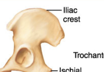 <p>Narrow ridge of bone; usually prominent</p>