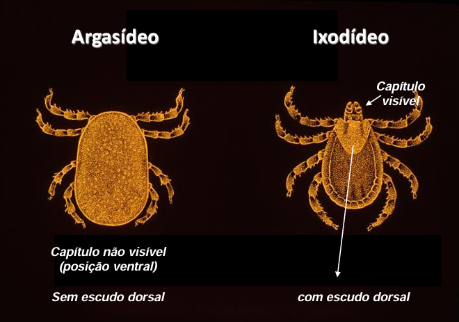 <ul><li><p><strong>família Argasidae </strong></p></li><li><p><strong>família Ixodidae</strong></p></li><li><p><span style="color: rgb(109, 109, 109);">família Nuttallielidae (papel na transmissão de agentes patogénicos é desconhecido)</span></p></li></ul><p></p>