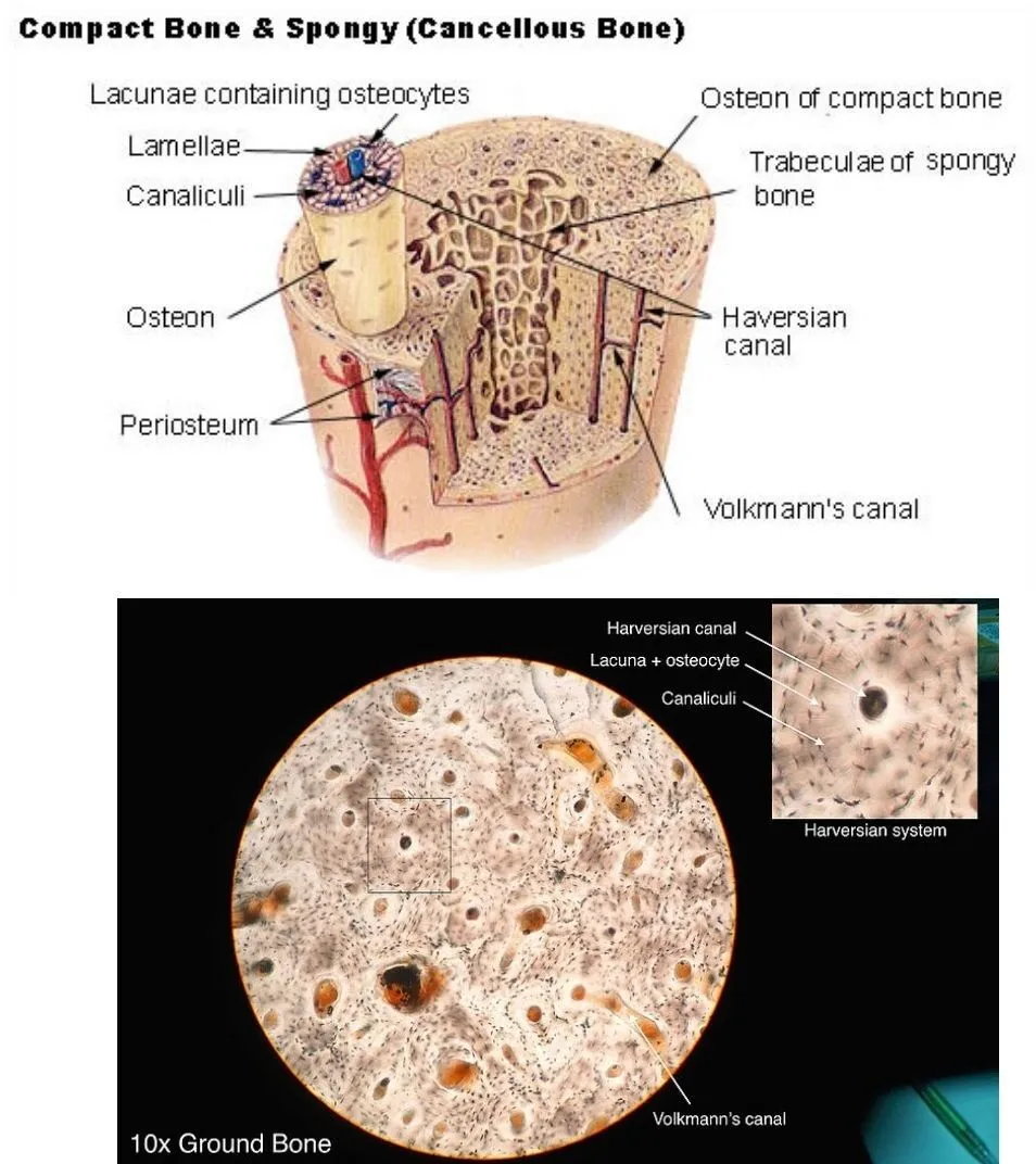 <p>Define Lacunae &amp; what their function is</p>