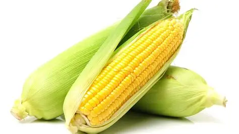 <p>12 Ears of Corn</p>
