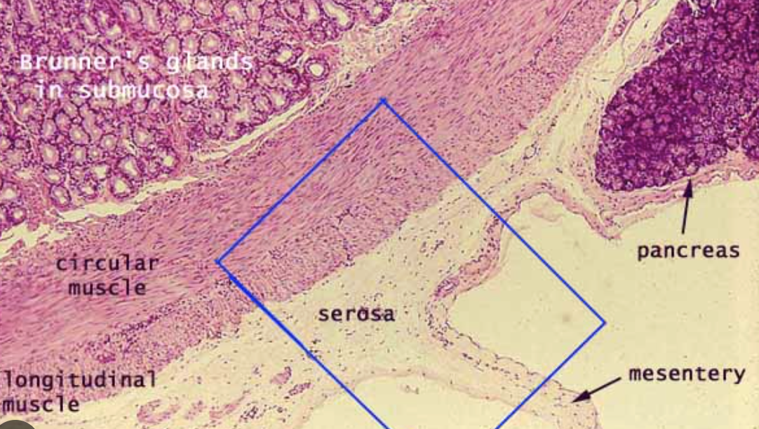 <p>Identify the serosa </p>