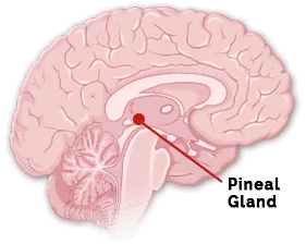 <p>Pineal gland </p>