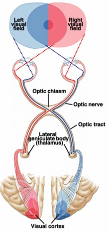 <p>• Fibres from each half retina (nasal, temporal) in each eye take different routes to generate left and right visual fields </p><p>• Fibres from the nasal retina of each eye cross at the optic chiasm </p><p>• Fibres from the temporal retina do not cross, they stay on the same side as the eye they came from </p><p>• Left eye temporal and right eye nasal (red) go to left LGN and cortex - represent right visual field </p><p>• Right eye temporal and left eye nasal (blue) go to right LGN and cortex – represent left visual field</p>