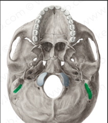<p>medial to mastoid process</p>