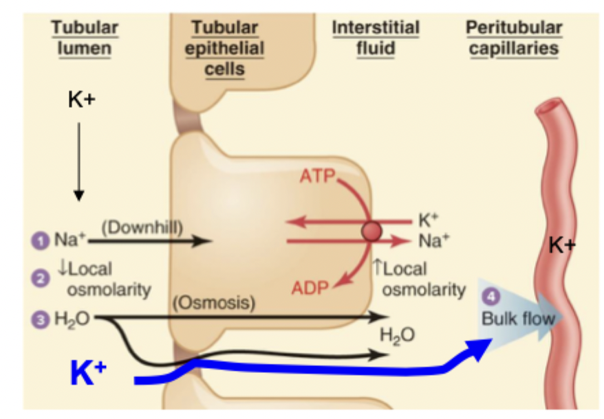 <p>It is reabsorbed paracellarly by following H2O into the ISF and into the capillary</p><p>65% of K+ reabsorption occurs here</p>