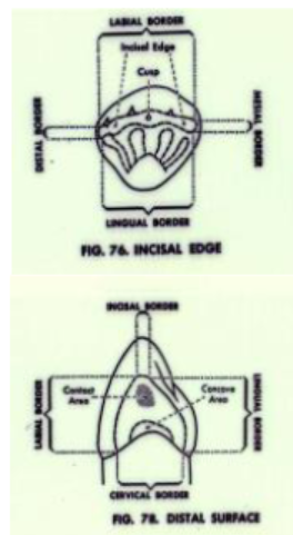 <p>Labial Buccal view = shows position of contact areas cervicoincisally or cervicoocclusally</p><p>Incisal / occlusal view= shows position of contact areas labiolingually or buccolingually</p><p></p>