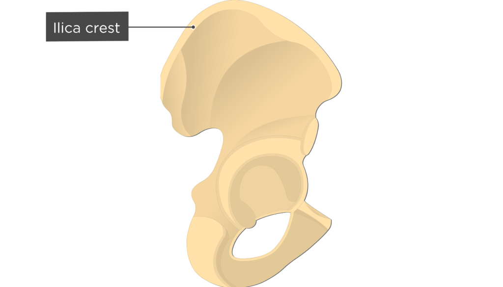 <p>Iliac Crest</p>