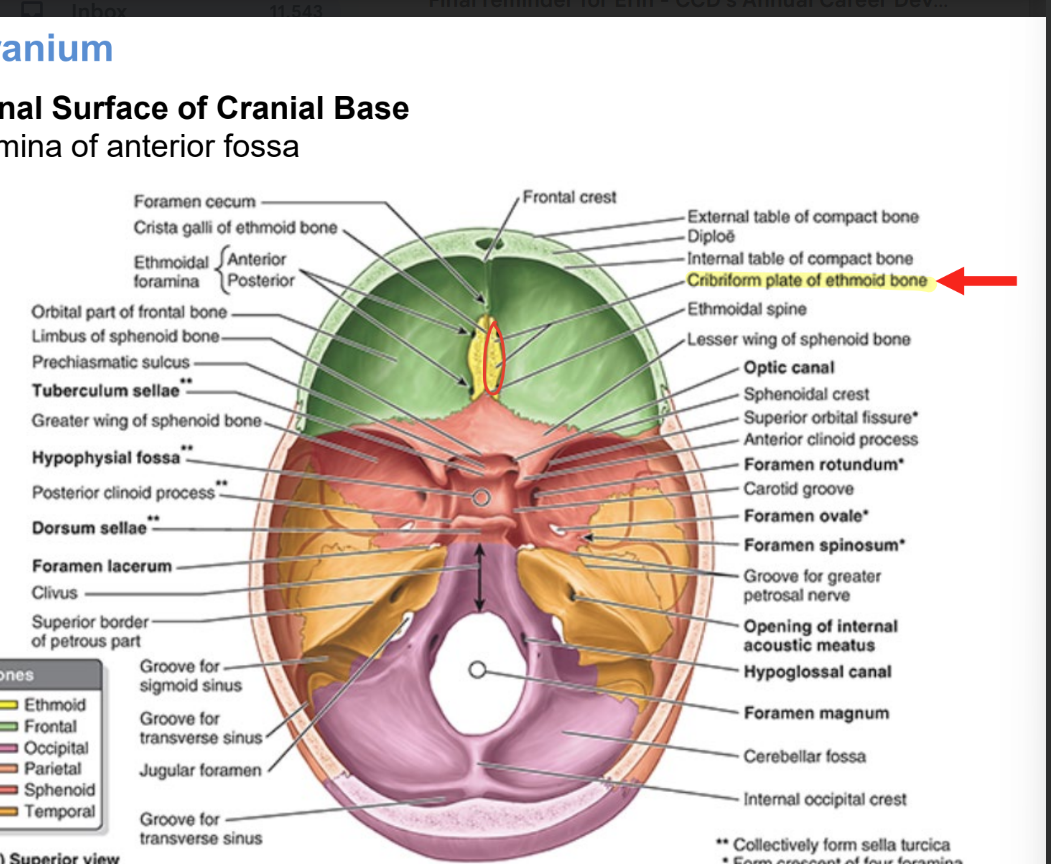 <ul><li><p>occupied by <strong>inf & ant parts of frontal lobes</strong></p></li><li><p><strong>cribriform plate of ethmoid bone</strong></p><ul><li><p>has numerous tiny foramina = transmit olfactory nerves <strong>(CN 1) branches</strong></p><ul><li><p>from olfactory areas of nasal cavities to olfactory bulbs of brain</p></li></ul></li></ul></li></ul><p></p>