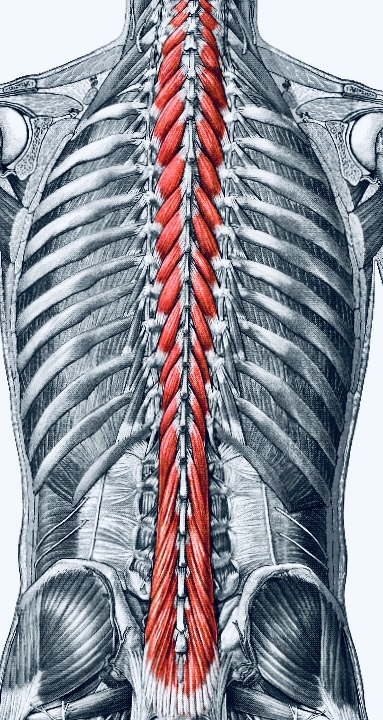 <p><strong>[muscle] </strong></p><p>innervation</p>
