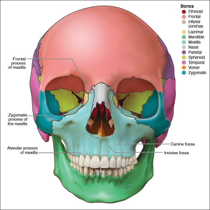 <p>Alveolar margins</p>