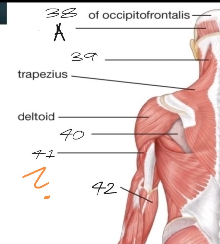 <p>What is No. 40-42?</p>