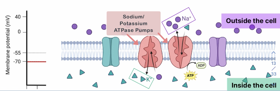 <p>Prior to firing of the action potential, maintained around -70 mV</p><p>Voltage more negative inside the cell than outside </p><p>Pump 3 Na+ OUT of the cell for every 2 K+ pumped INTO the cell </p>
