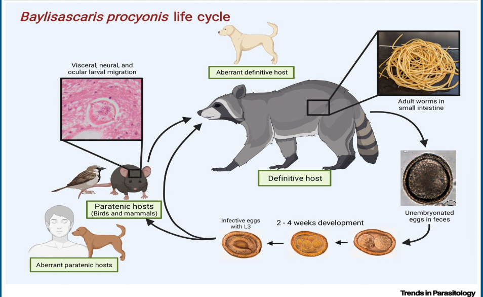 <ul><li><p><span style="background-color: transparent; font-family: "Times New Roman", serif;">Adult worms live in the small intestine&nbsp;</span></p></li><li><p><span style="background-color: transparent; font-family: "Times New Roman", serif;">Eggs laid by the female worms are <strong>passed in feces</strong> and reach the ground&nbsp;</span></p><ul><li><p><span style="background-color: transparent; font-family: "Times New Roman", serif;">Not immediately infectious&nbsp;</span></p></li></ul></li><li><p><span style="background-color: transparent; font-family: "Times New Roman", serif;">Takes a minimum of about 2 weeks for larvae to develop from first stage to third stage</span></p></li><li><p><span style="background-color: transparent; font-family: "Times New Roman", serif;">Once ingested by raccoon, <strong>larvae invade intestinal wall</strong> to complete development&nbsp;</span></p></li><li><p><span style="background-color: transparent; font-family: "Times New Roman", serif;">Male and female worms, mate, and start oviposition 50 to 76 days after infection</span></p></li></ul><p></p>