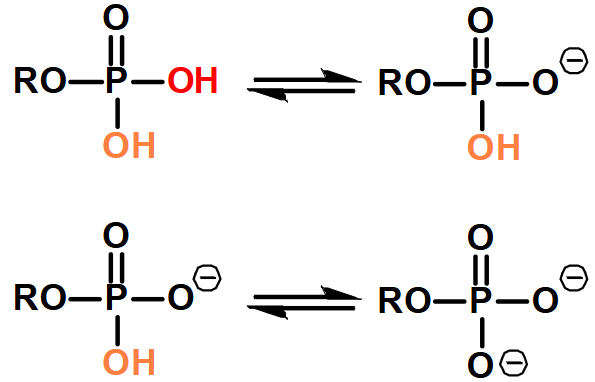 <p>Phosphate Monoester</p>