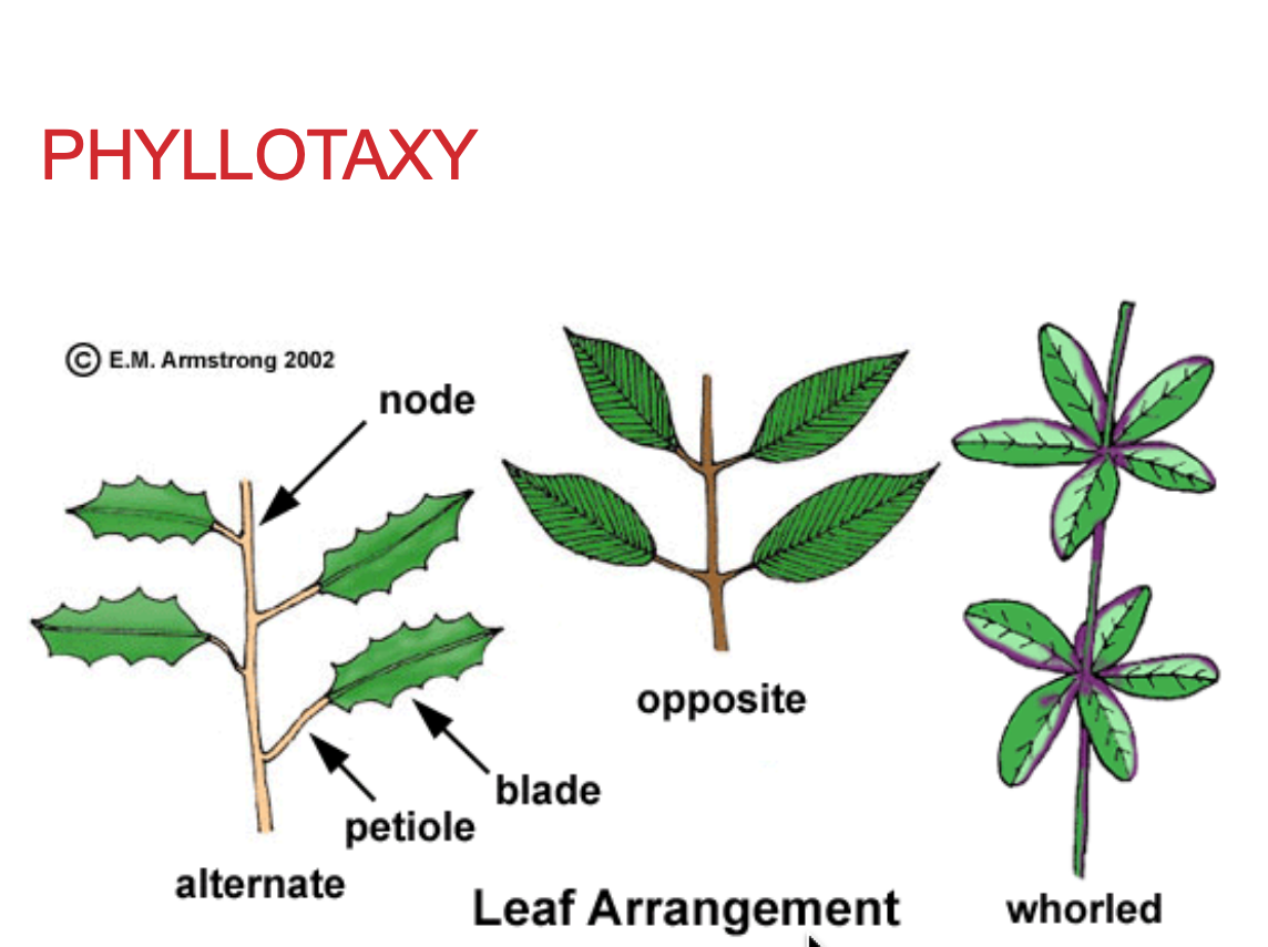 <p>What is the definition of phyllotaxy? </p>