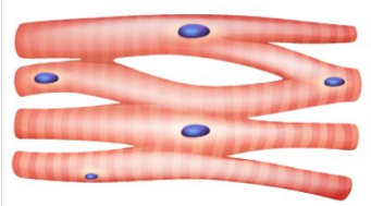 <ul><li><p>Location </p><ul><li><p>Heart only</p></li></ul></li><li><p>Pumps blood through blood vessels </p></li><li><p>Associated Connective Tissue</p><ul><li><p>Endomysium Only</p></li></ul></li><li><p>Cell Appearance and Shape</p><ul><li><p>Branching cells with one or two centrally located nuclei</p></li><li><p>Striated</p></li><li><p>T-Tubules </p></li><li><p>Intercalated Discs</p></li></ul></li></ul><p></p>