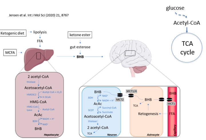 <ul><li><p>fats are eaten </p></li><li><p>converted to ketone bodies in the liver (astrocytes can also produce ketones)</p></li><li><p>these cross BBB via MCT1 transporter </p></li><li><p>ketone bodies enter neurone and are digested into 2x acetyl molecules </p><ul><li><p>give 2x energy as glucose </p></li></ul></li><li><p>used in TCA cycle to give energy without need for GLUT1</p></li></ul><p></p>