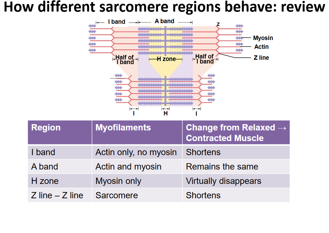 <p>The I band is the light region of the sarcomere that consists of thin filaments <strong><u>(actin) only</u></strong> and is located on either side of the A band. <strong><u>It shortens</u> during muscle contraction as the thick and thin filaments slide past each other.</strong></p>