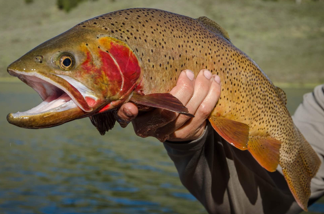 <p>Oncorhynchus clarkii bouvieri</p><p>native</p><p>olive green - brown on backside with yellow/brown - silver on sides, black spots concentrated towards tail with little to none on head</p>