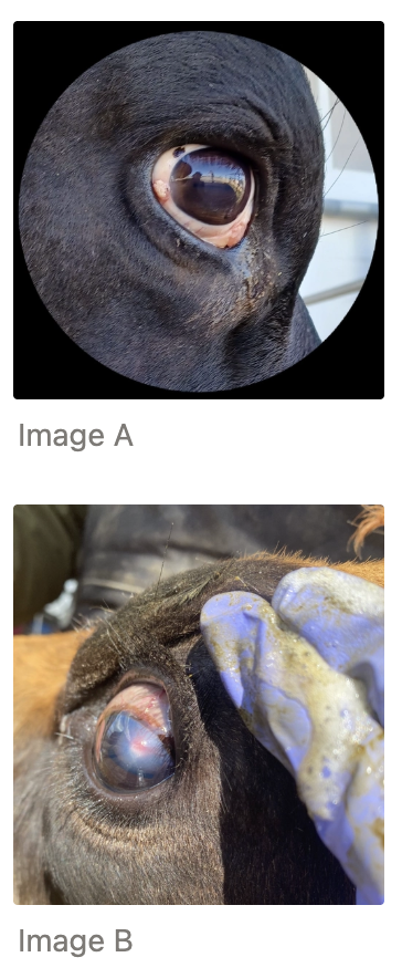 <p>A: 3 x 5mm raised, irregular yellow to pink mass on the lower lateral limbus of the right eye. A second area of thickened, pink to yellow mass in the region of the 3rd eyelid involving all visible tissue</p><p>B: Focal 2 x 2mm slightly raised, pink to red lesion on the dorsal aspect of the cornea around 1 - 2 o’clock, surrounded by corneal opacity extending about 1.5 - 2cm in diameter on the left eye. Enlarged scleral vessels on the dorsal limbus and scleral region on the bulbar conjunctiva</p><p></p>