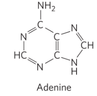 <p>Adenine</p>