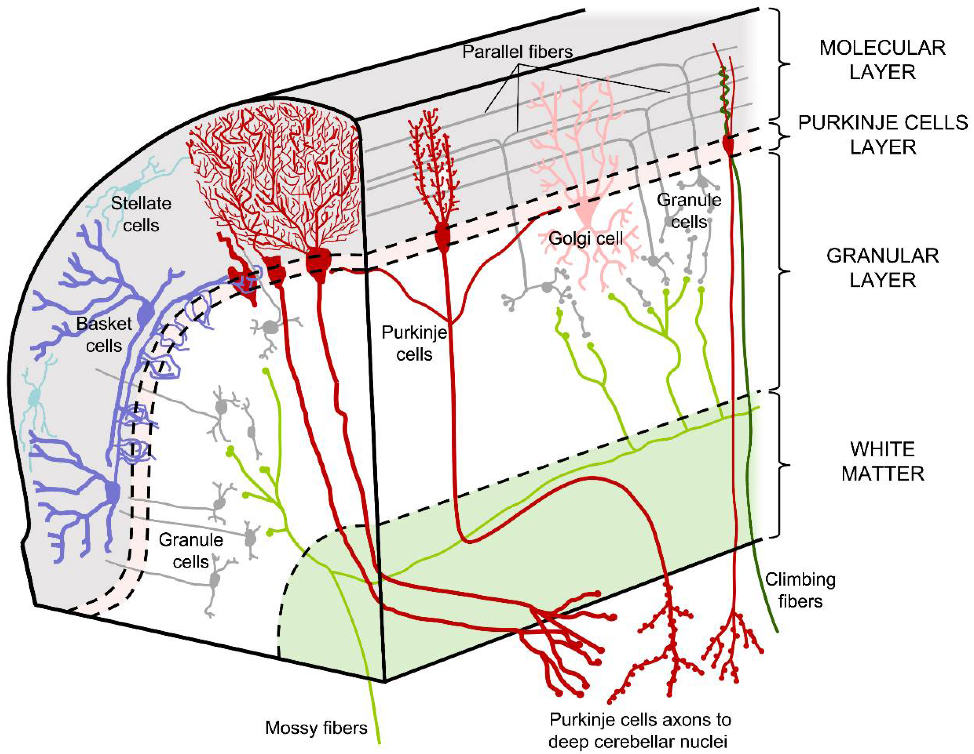 <ul><li><p><strong>Climbing fibers:</strong> Kommer fra <strong>inferior olive</strong> og danner stærke synapser direkte på Purkinje-cellens dendritter.</p></li><li><p><strong>Mossy fibers:</strong> Kommer fra mange kilder (bl.a. rygmarv, vestibulære kerner og pons) og påvirker Purkinje-celler indirekte via granule cells og parallel fibers.</p></li></ul><p></p>