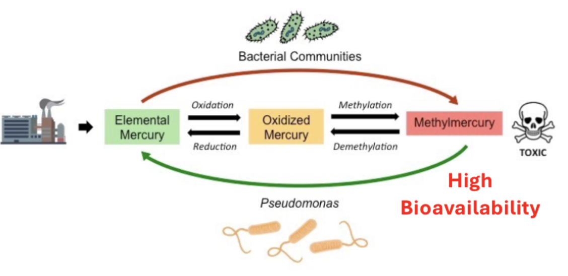 <p>Mercury in ecosystems</p><p>methylmercury: bioaccumulation and biomagnification</p>