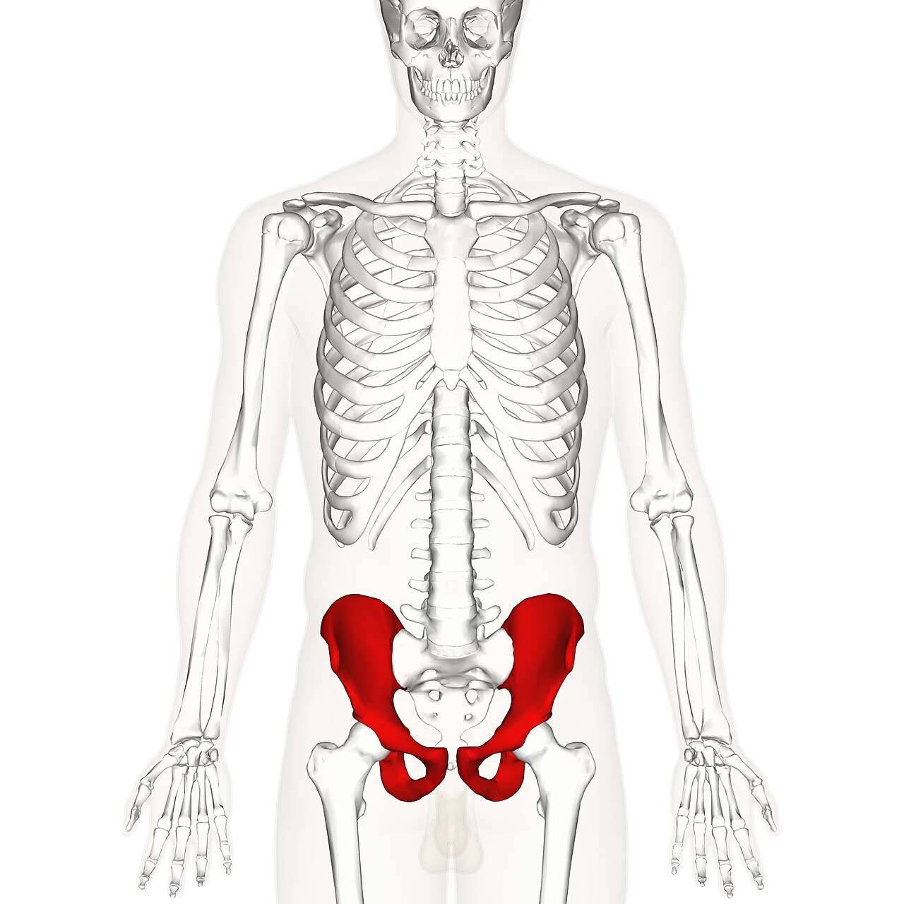 <p>The large, flat, irregular bone formed by three fused parts.</p>
