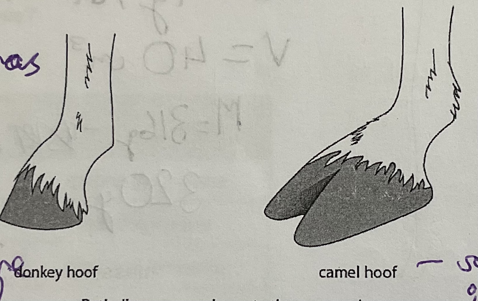 <p>Both hooves have the same mass.Explain how a camel’s hoof is a more suitable shape than the donkey for walking on soft ground.(2)</p>