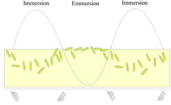 <p>They migrate downwards into the sediment (as little as $$4\,mm$$) to avoid being washed away.</p>