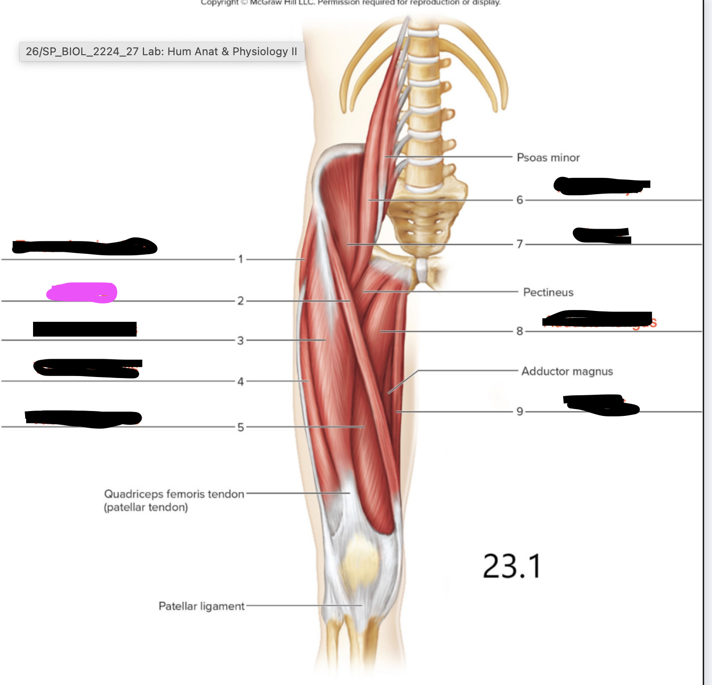 <p>Hip - to move leg</p>