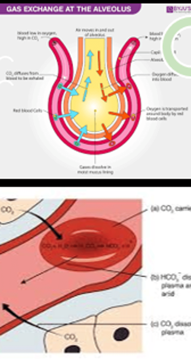 <p>Internal respiration is the term that best describes the movement of gases between blood and tissues</p>