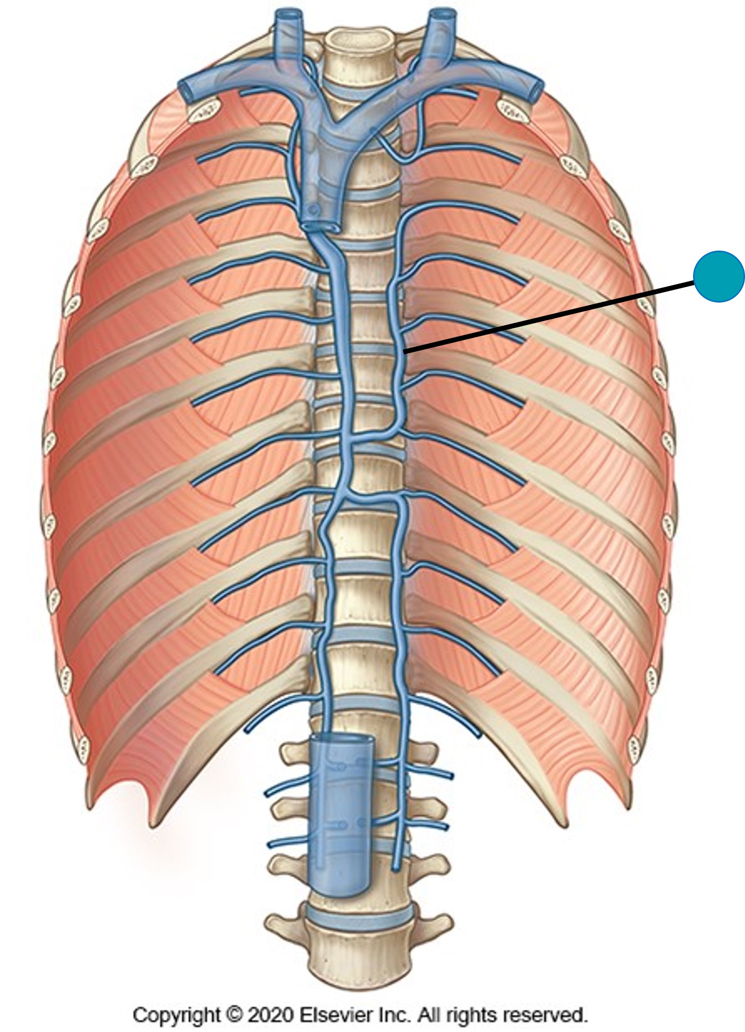 <p><span>The structure indicated by the blue pin is the:</span></p>