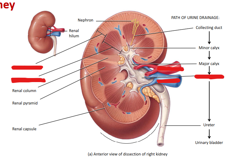 <p>Kidney Diagram</p>