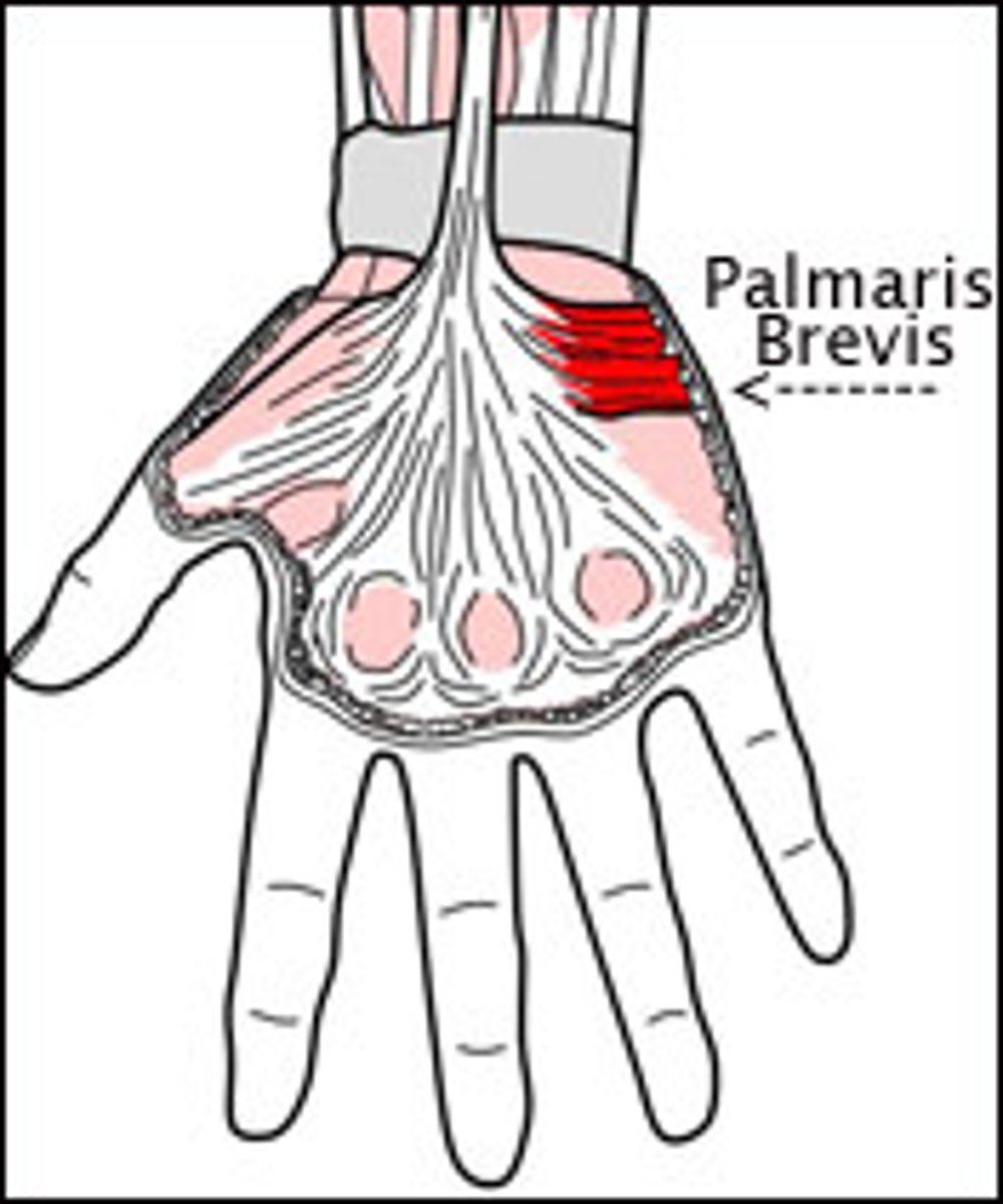 <p>Origin - palmar aponeurosis and flexor retinaculum</p><p>Insertion: skin of medial palm</p><p>Innervation: Ulnar nerve</p><p>Action: wrinkle skin on medial side of palm</p>