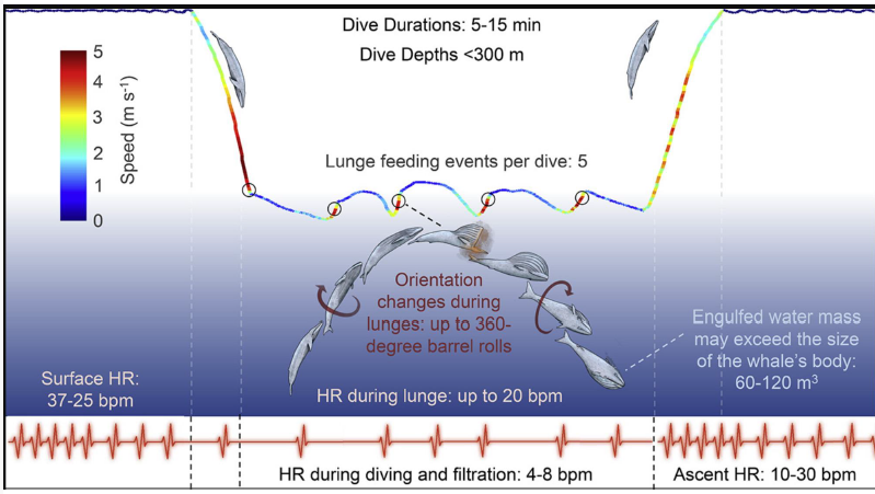<ul><li><p>Use huge amounts of energy to feed </p></li><li><p>HR increases during lunge - step function </p></li><li><p>Dive response - heart rates down to 2 beats per minute </p></li></ul><p></p>