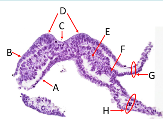 <ol><li><p>Label A, B, C, D, E, F, G and H</p></li><li><p>What are the upper and lower layers of G?</p></li><li><p>What are the upper and lower layers of H?</p></li><li><p>What view is this?</p></li></ol><p></p>