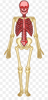 <p>anatomical region that consists of head, neck and torso</p>