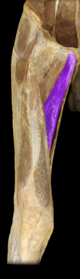 <p>hip adduction, internal rotation</p>