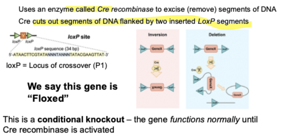 knowt flashcard image