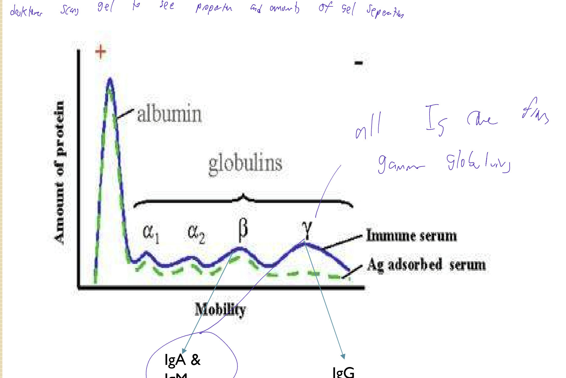 <p>is a technique used in laboratories in order to separate macromolecules based on size and charge</p><p></p><ul><li><p>Protein molecules can be separated and analyzed</p></li><li><p>Applies a negative charge, so proteins move towards a positive charge and are separated</p></li></ul><p></p>