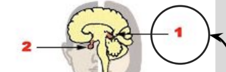 <p>Small gland in the centre of the brain; it produces melatonin to regulate sleep-wake cycles and the internal body clock.</p>