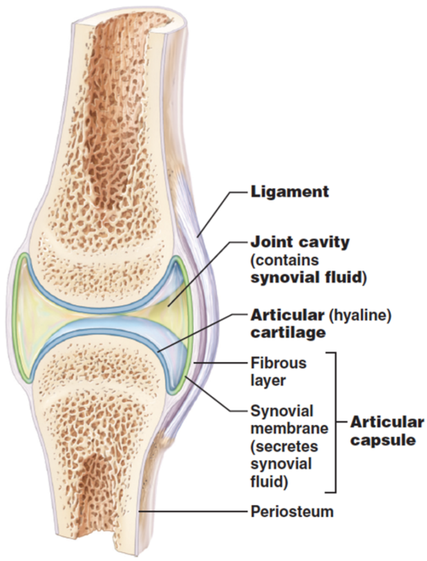 <ul><li><p><strong>Articular cartilage</strong>: hyaline cartilage covers the articulating surfaces of bones</p></li><li><p><strong>Joint capsule</strong>:</p><ul><li><p>Inner <em>synovial membrane</em>: highly vascular, → synovial fluid</p></li><li><p>Outer <em>fibrous membrane</em>: dense connective tissue which may thicken to form ligaments</p><ul><li><p>Collagen fibres</p></li><li><p>Extension of periosteum of articulating bones</p></li></ul></li></ul></li><li><p><strong>Accessory structures</strong></p></li></ul><p></p>