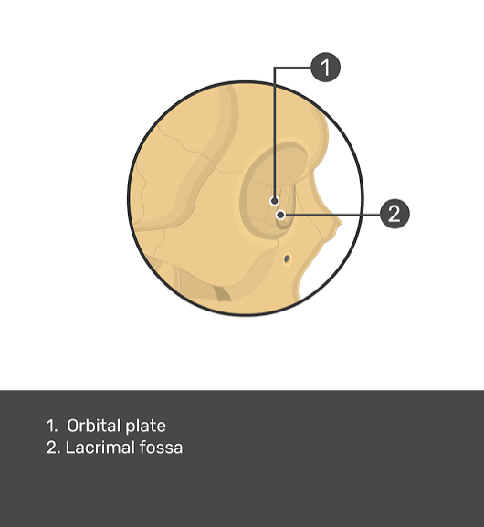<p>what is #2 pointing to</p>